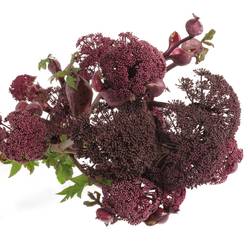 Angelica Dunkel lila gigas 90cm