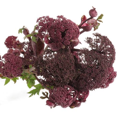 Angelica Dunkel lila gigas 90cm