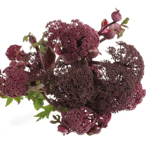 Angelica Dunkel lila gigas 90cm