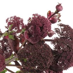 Angelica Dunkel lila gigas 90cm