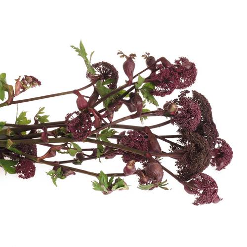 Angelica Dunkel lila gigas 90cm