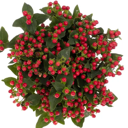 Hypericum rot verzweigt Coco Rio 60cm