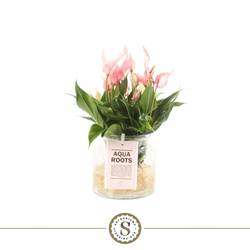 Anthurium Lilli rosa im Glas H040
