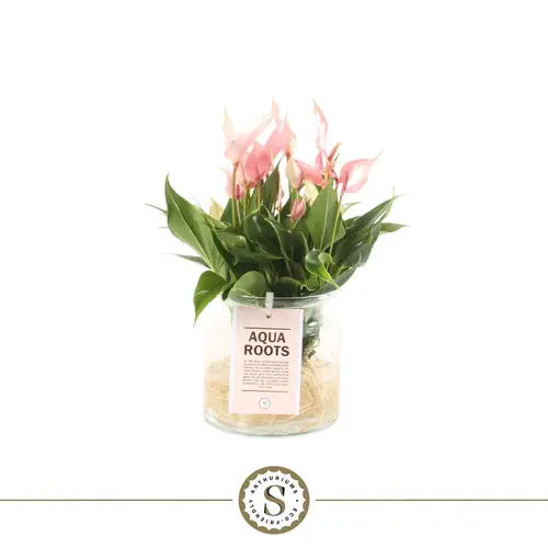 Anthurium Lilli rosa im Glas H040