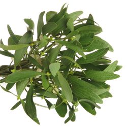 Mistletoe Bund  25cm
