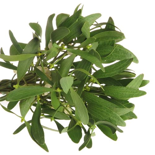 Mistletoe Bund  25cm