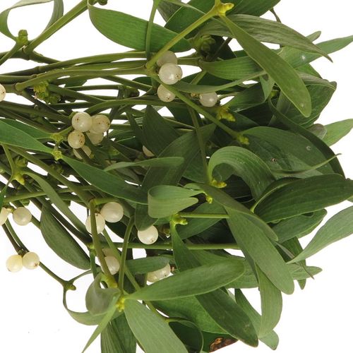 Mistletoe Bund  25cm