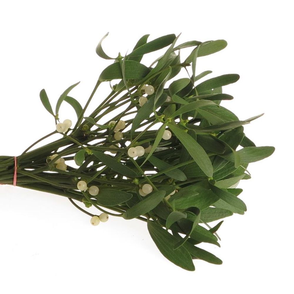 Mistletoe Bund  25cm