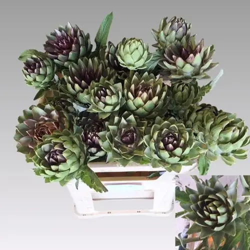 Artischocke grün/lila-grün/lila scolymus Green 80cm