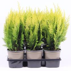 Chamaecyparis Laws. Stardust T15 H030
