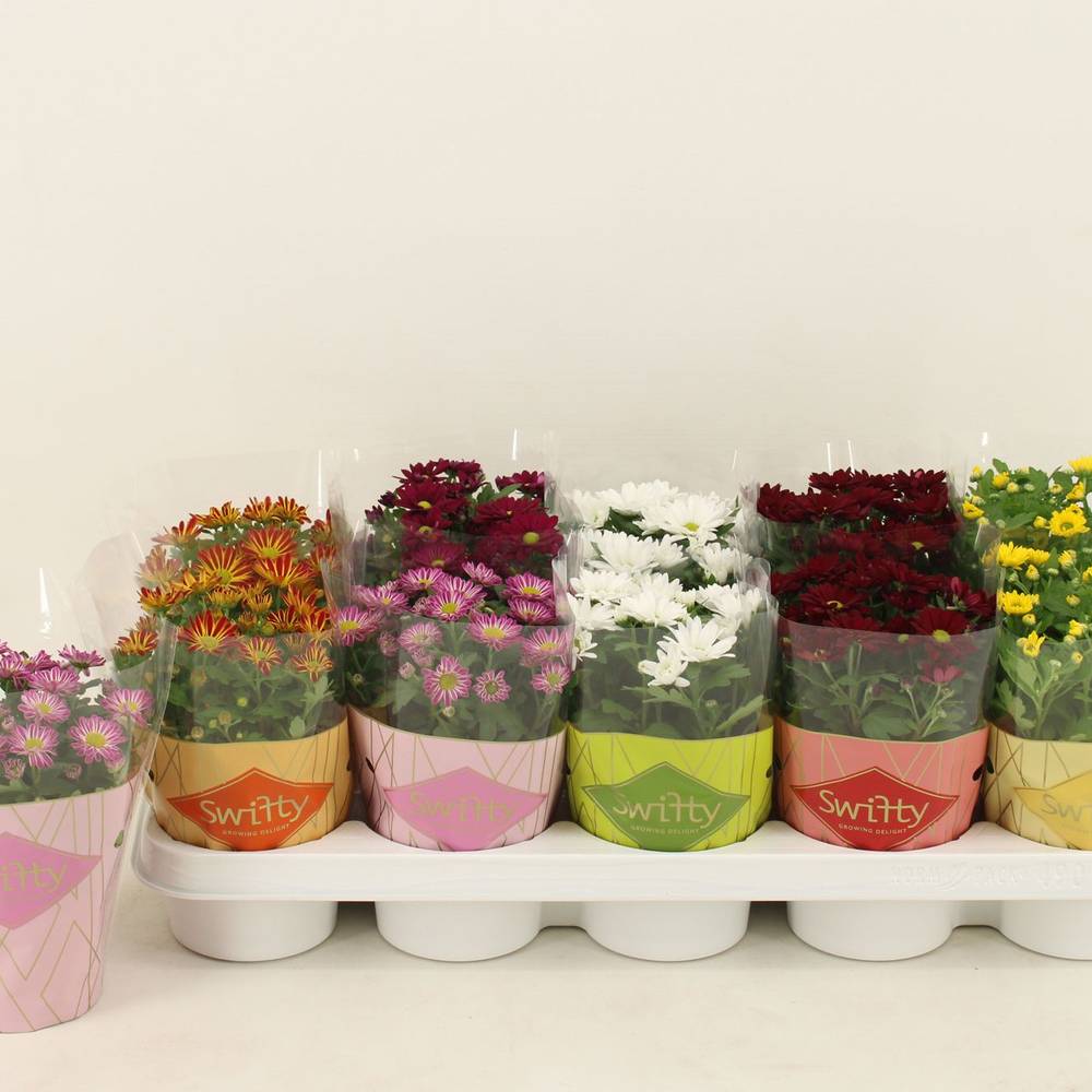 Chrysantheme mix Swifty T10,5 H018