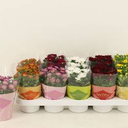 Chrysantheme mix Swifty T10,5 H018