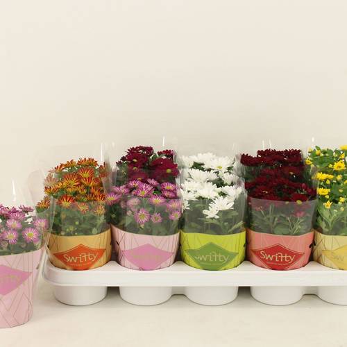 Chrysantheme mix Swifty T10,5 H018