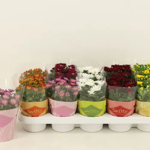Chrysantheme mix Swifty T10,5 H018