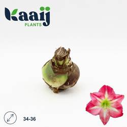 Amaryllis Zwiebel rosa 34 cm