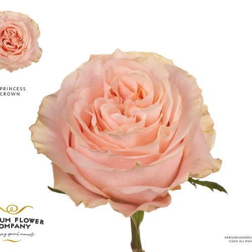 Rose lachs Princess Crown 60cm