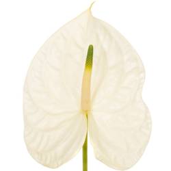 Anthurium weiss Graciosa Blüte 9cm