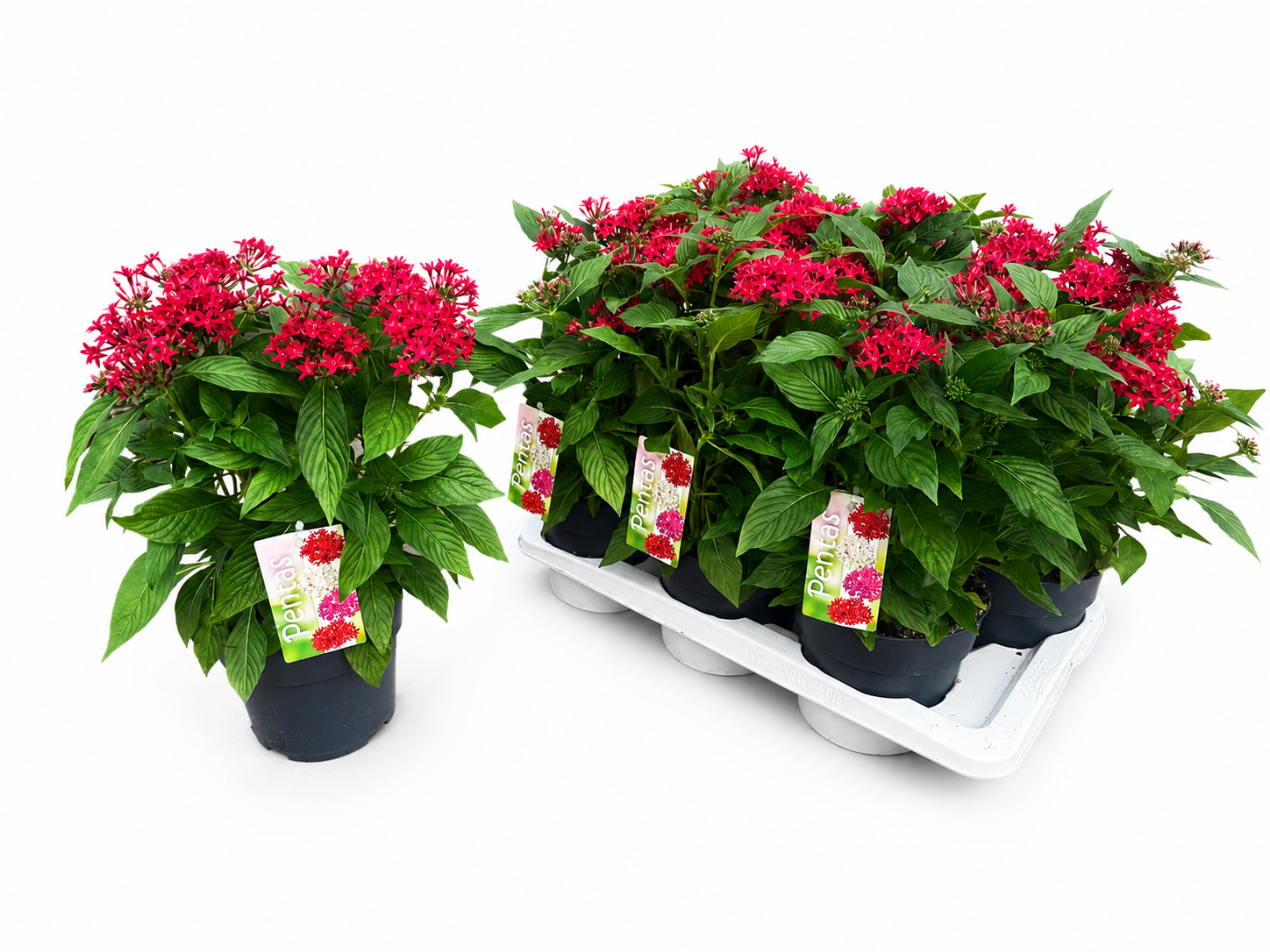 Pentas rot T17 H035