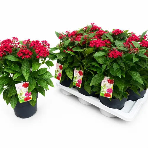Pentas rot T17 H035