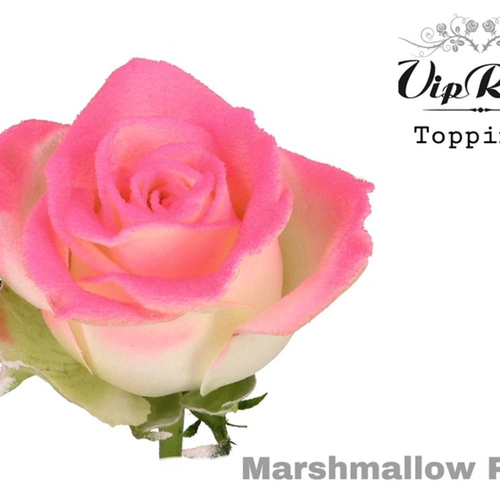 Rose rosa/creme Marshmallow Pink 70cm