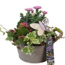 Garten.Arr PTPP6818 T16 H021