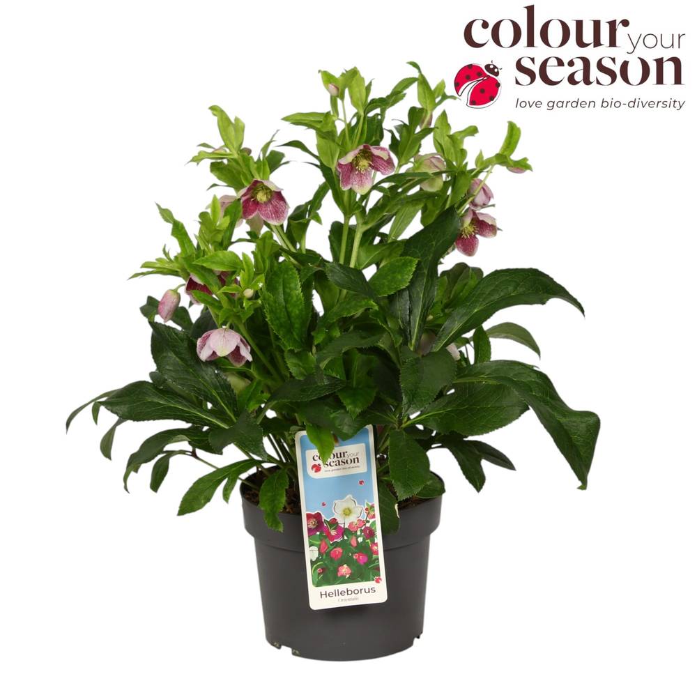 Helleb.rosa Orientalis T19 H040