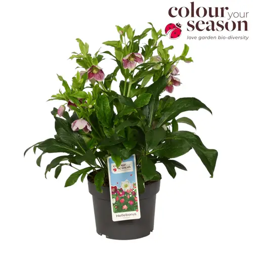 Helleb.rosa Orientalis T19 H040