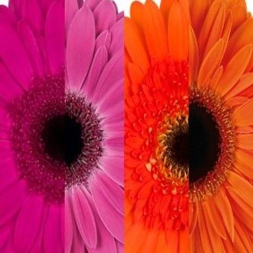 Gerbera 2x15 Herbst Sorte orange/pink Auge