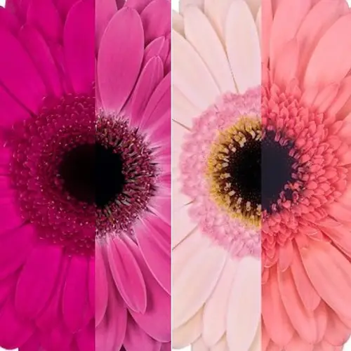 Gerbera lila mix/rosa mix 2x15 Muttertag Sorte