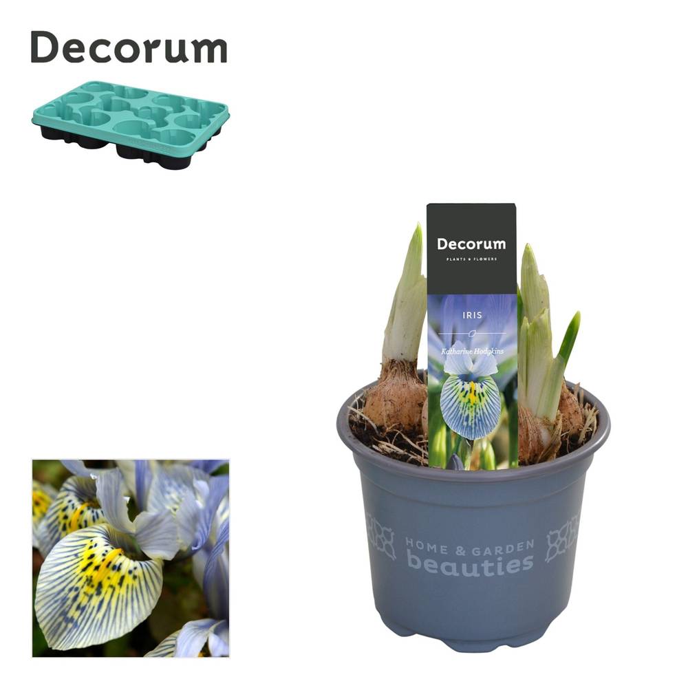 Iris 4er gelb/blau Katharine Hodgkin T09 H015