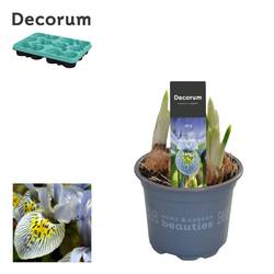 Iris 4er gelb/blau Katharine Hodgkin T09 H015