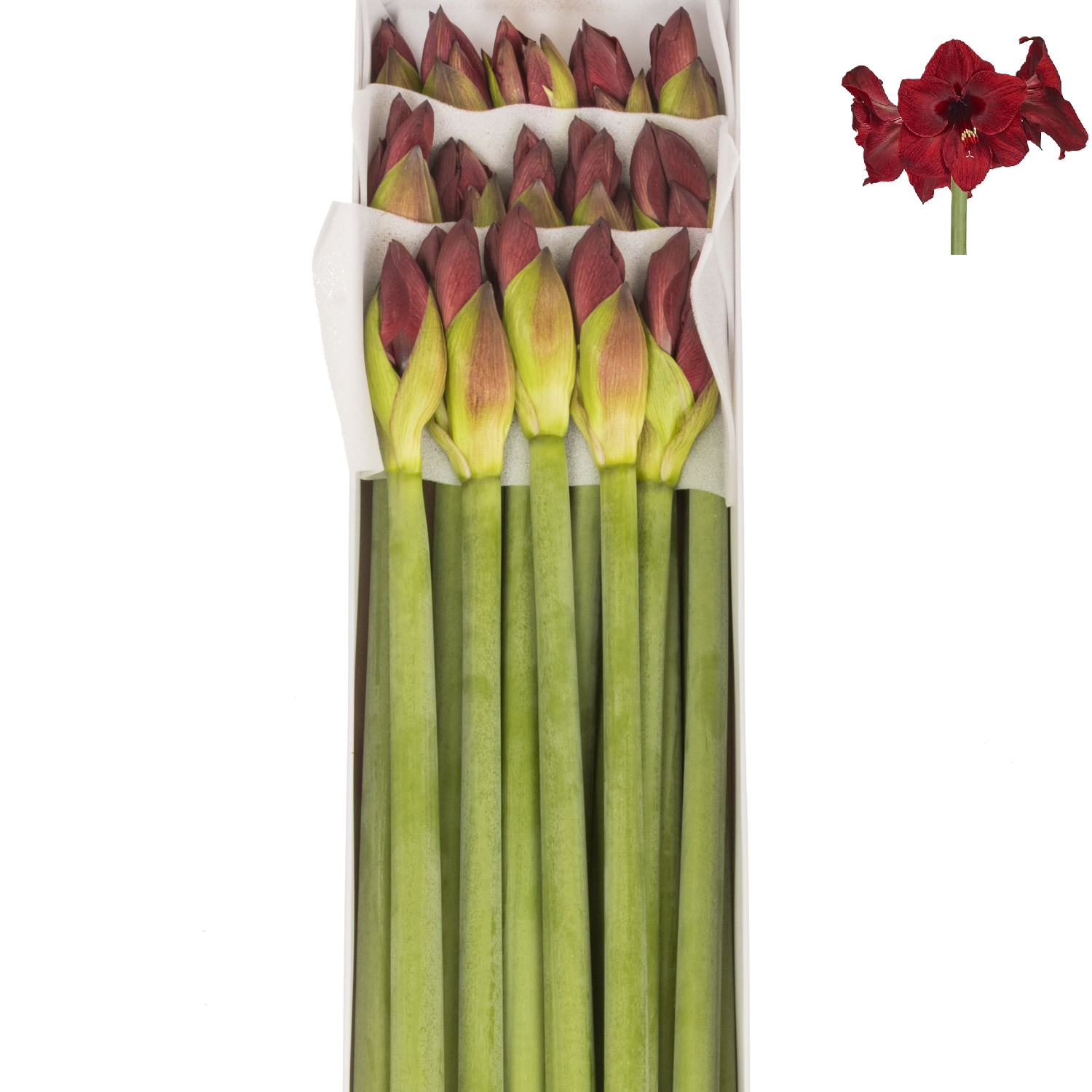 Amaryllis Krt.weinrot Red Reality x 15