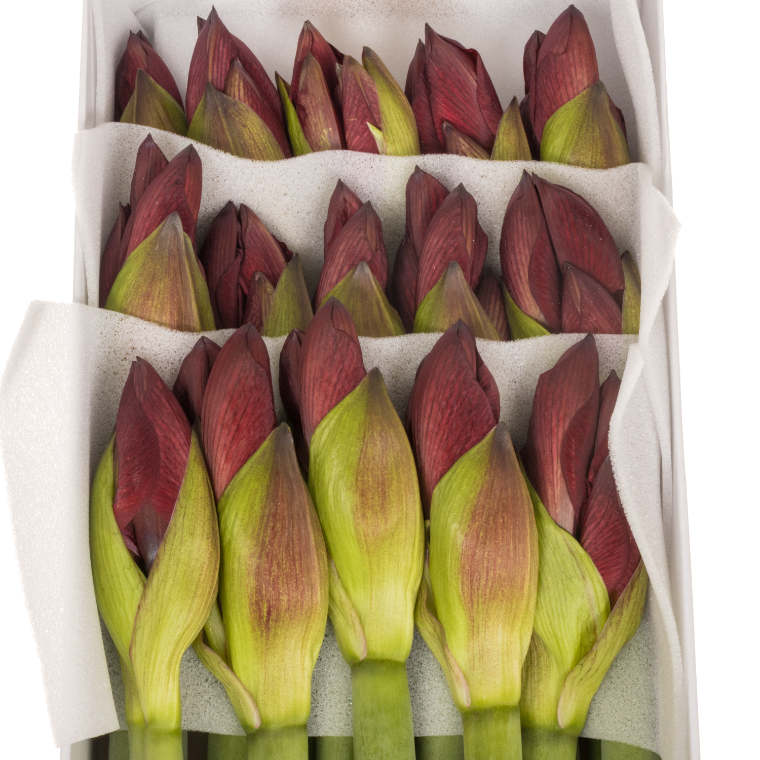 Amaryllis Krt.weinrot Red Reality x 15