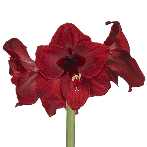 Amaryllis Krt.weinrot Red Reality x 15