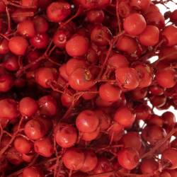 Pfeffer Berry rot gefärbt 150 Gramm