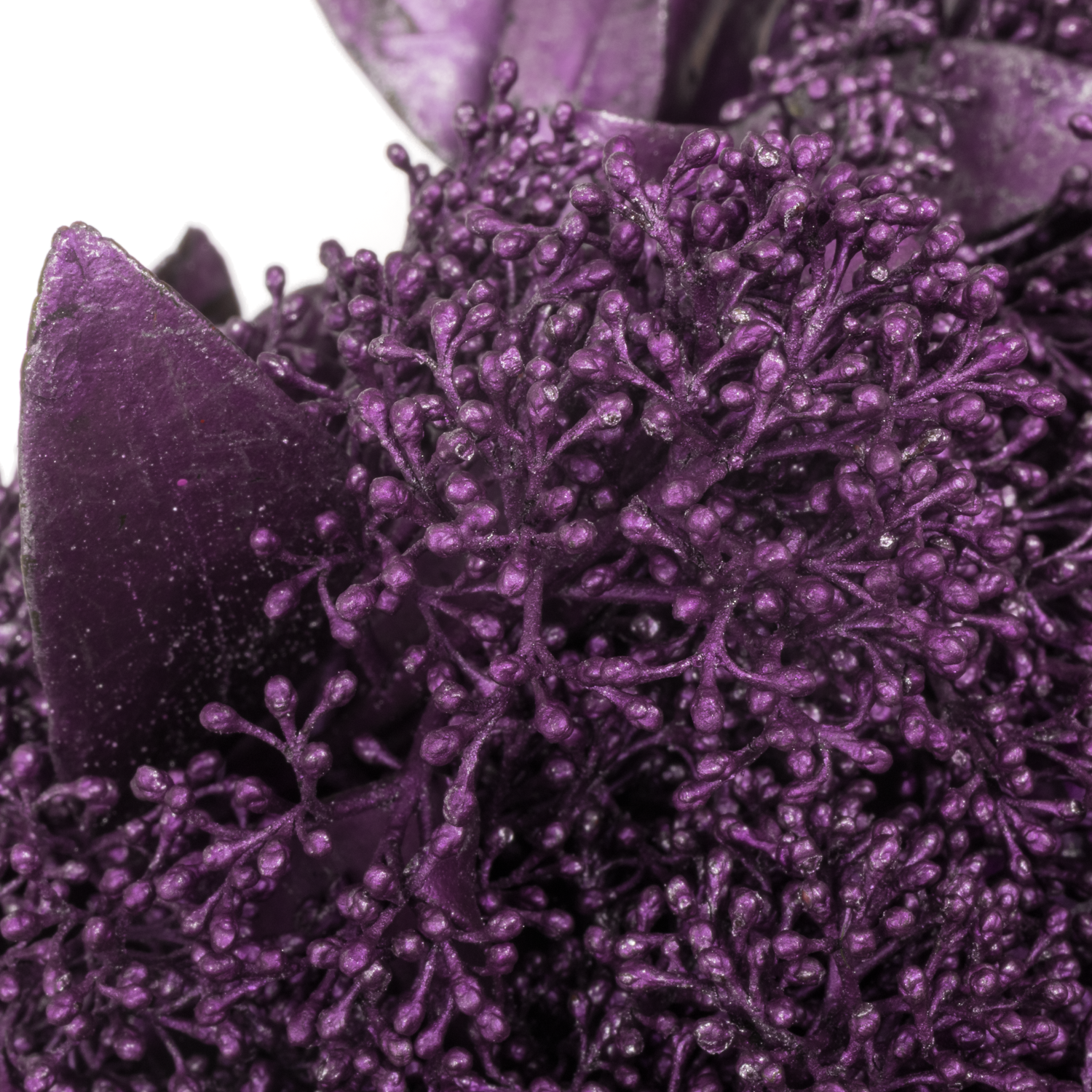 Skimmia rosa metallic erica vip gefärbt 45cm