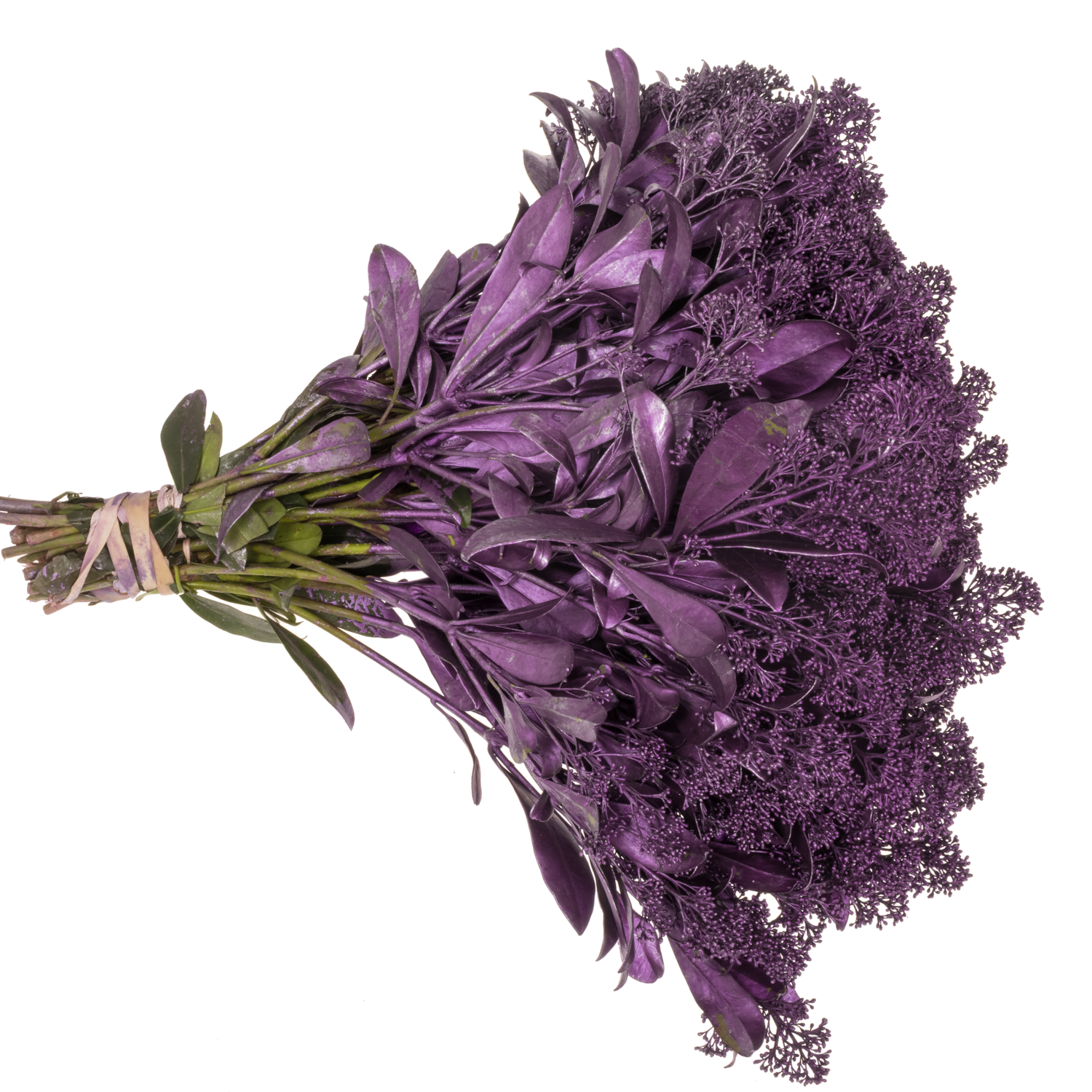 Skimmia rosa metallic erica vip gefärbt 45cm