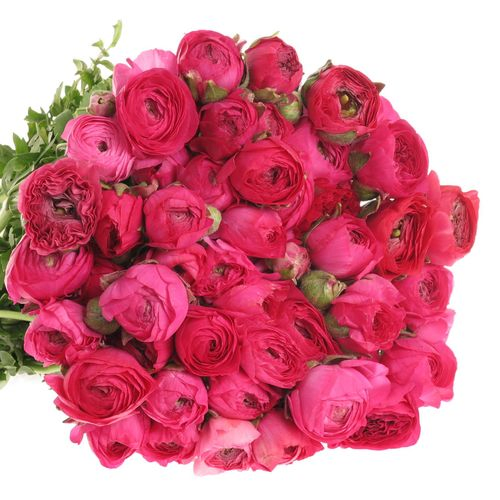 Ranunkel cerise Super 40cm