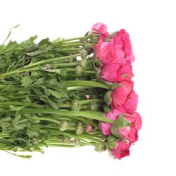 Ranunkel cerise Super 40cm