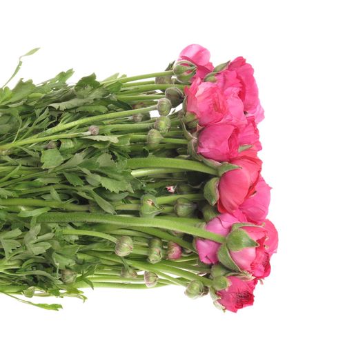 Ranunkel cerise Super 40cm