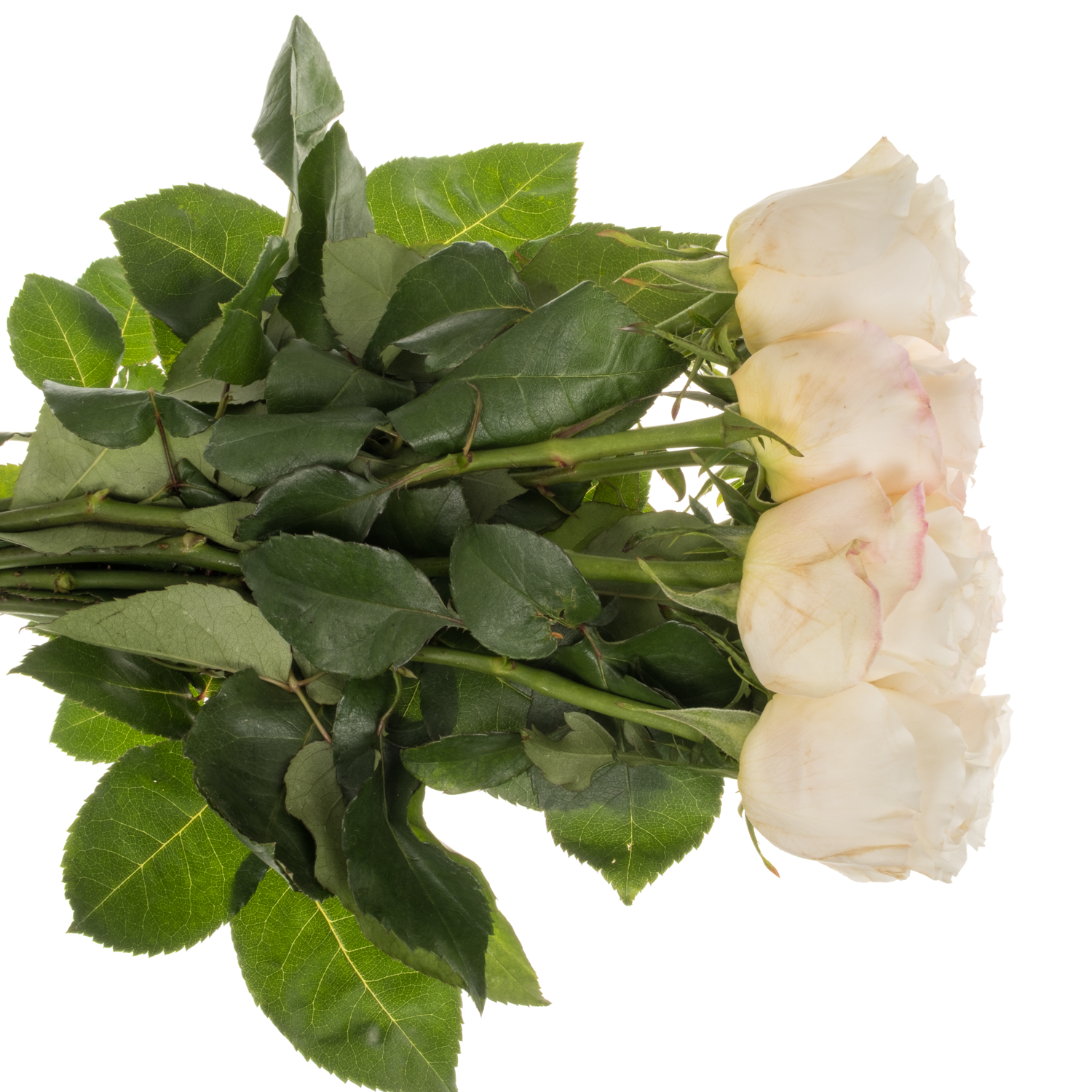 Rose creme/weiss Vicky Gardens 50cm