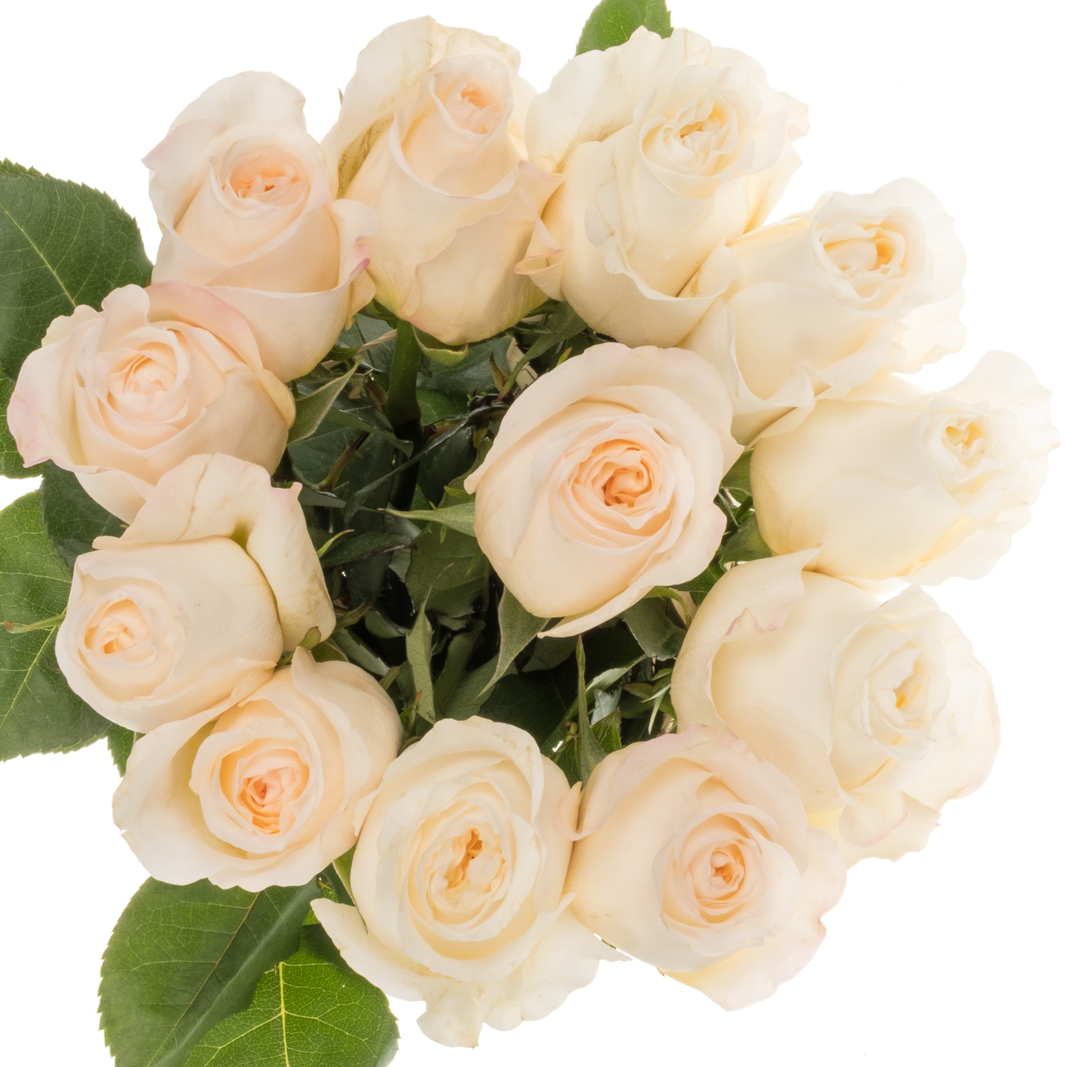 Rose creme/weiss Vicky Gardens 50cm