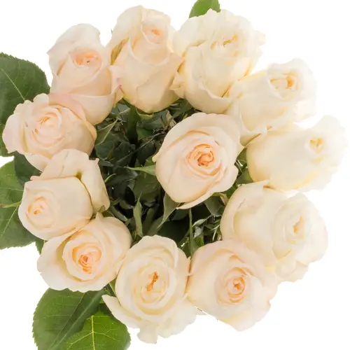 Rose creme/weiss Vicky Gardens 50cm