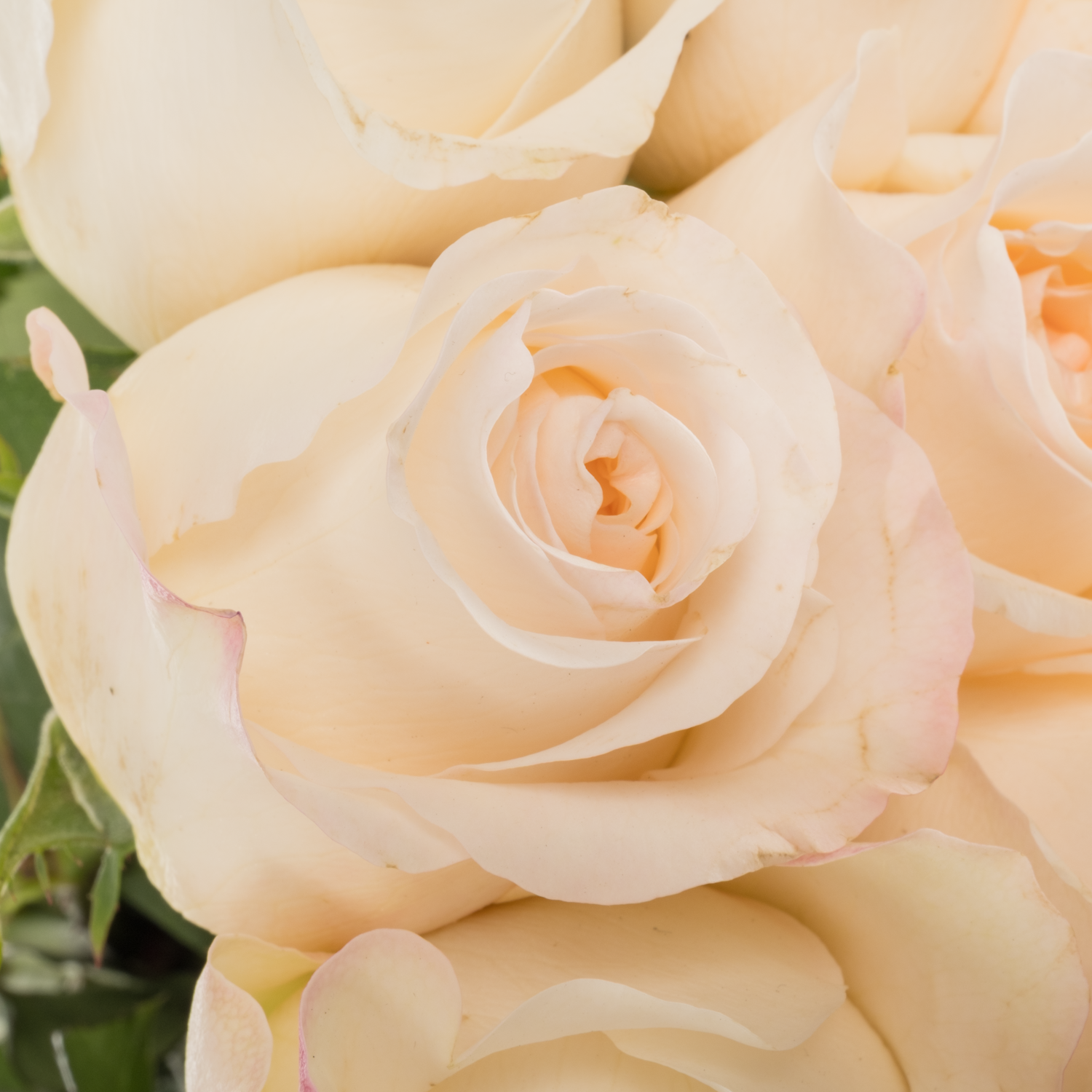 Rose creme/weiss Vicky Gardens 50cm