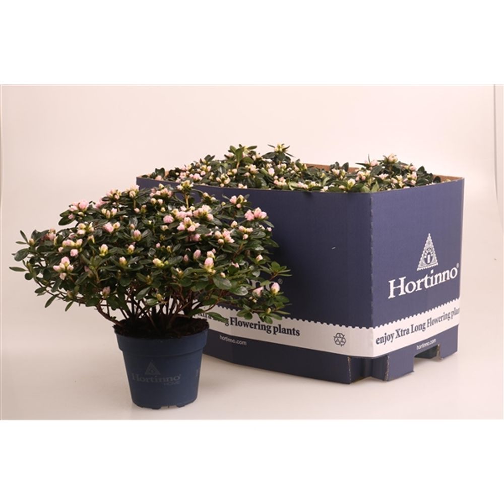 Azalea bicolor  Hortinno Classic T15 H35