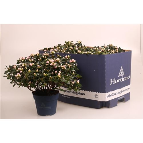 Azalea bicolor  Hortinno Classic T15 H35