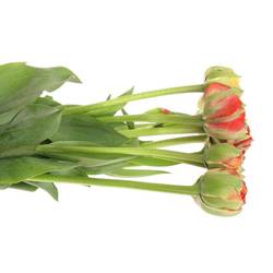 Franz.rot/gelb Pioen Gudoshnik 60 Gramm 55cm