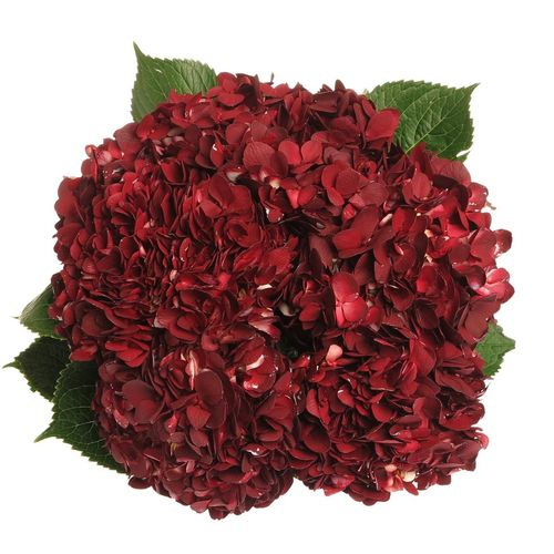 Hortensie rot Dark Burg.gefärbt 60c 60cm