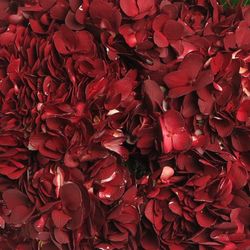 Hortensie rot Dark Burg.gefärbt Bol 17cm 60c