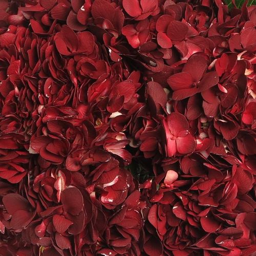 Hortensie rot Dark Burg.gefärbt Bol 17cm 60c